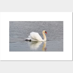 Mute Swan Swimming In The Water Posters and Art